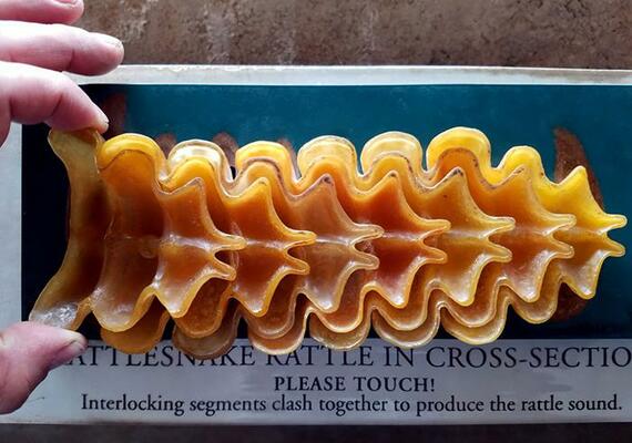Rattlesnake Rattle   