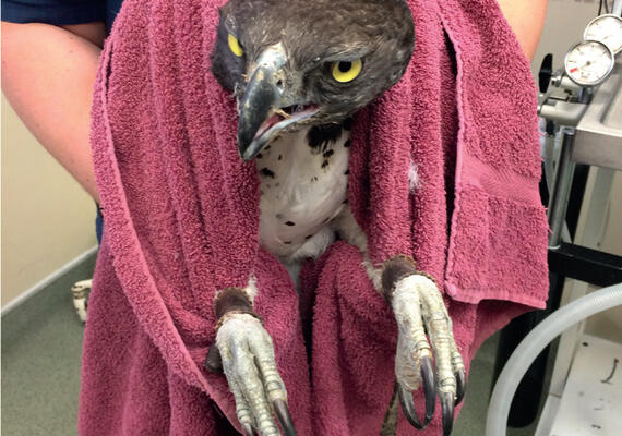 Wildlife handling retrieved from https://www.theveterinarynurse.com/review/article/how-to-nurse-the-avian-patient