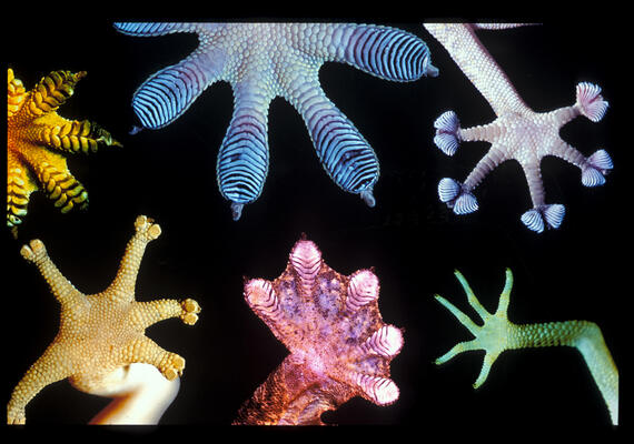 Gecko Feet