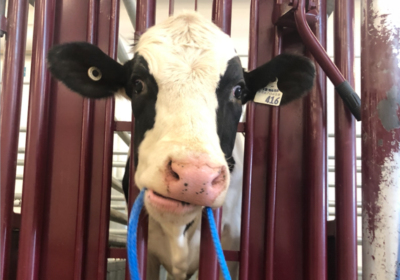 Bovine Introduction