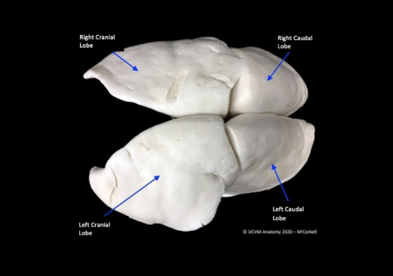 Small Animal Lungs