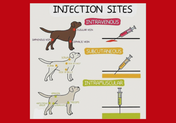 Smal Animal Injections