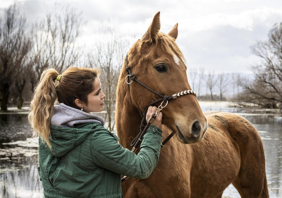 equine day
