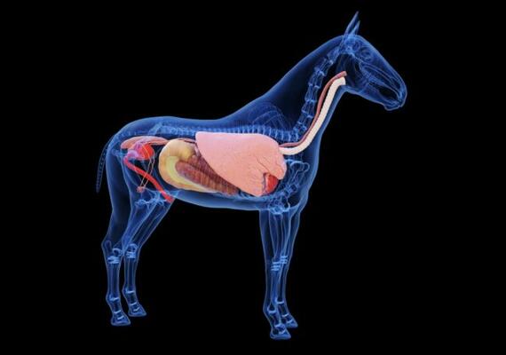 equine organs