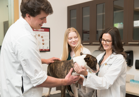 Veterinary Specialties 
