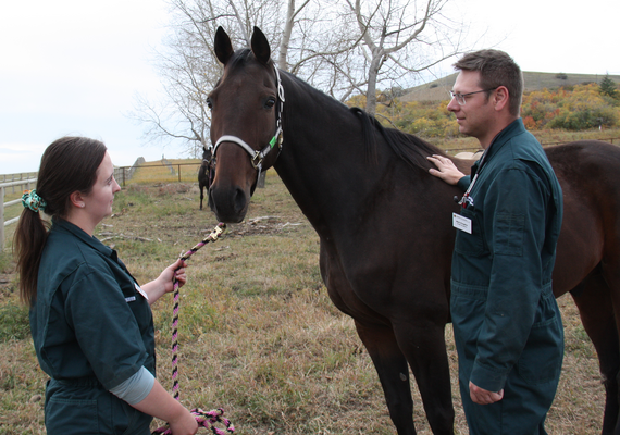 UCVM Equine