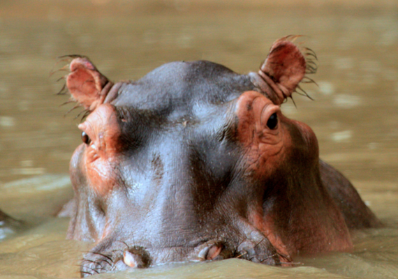 hippo
