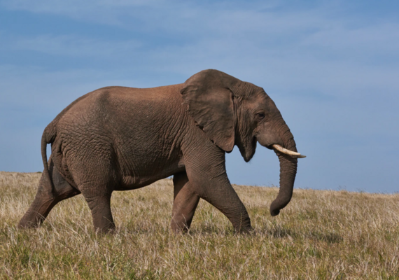 elephant