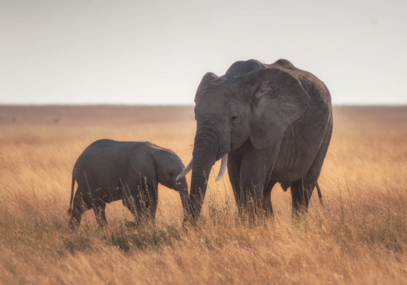 elephant