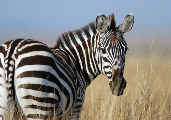 zebra