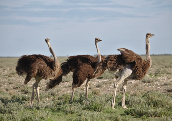 ostrich
