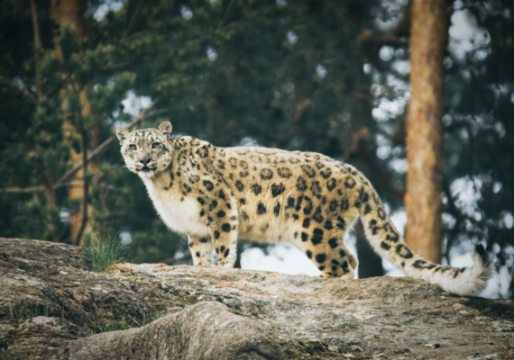 snow leopard
