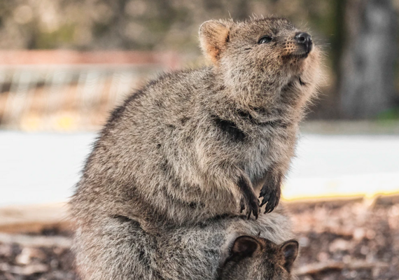 quokka