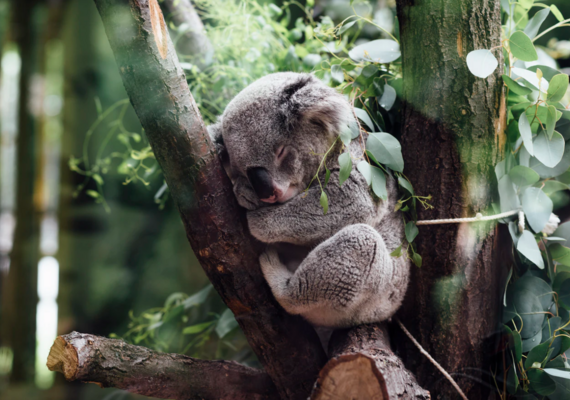koala