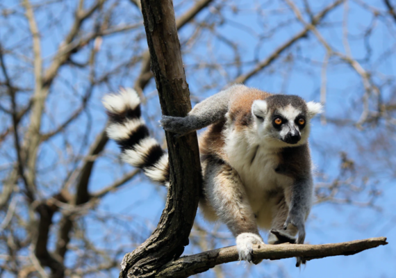 lemur