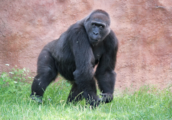 gorilla