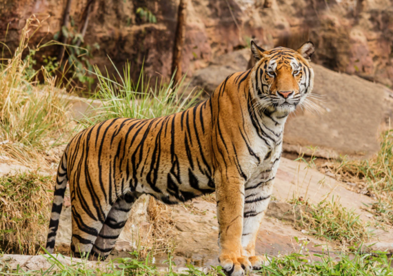 tiger
