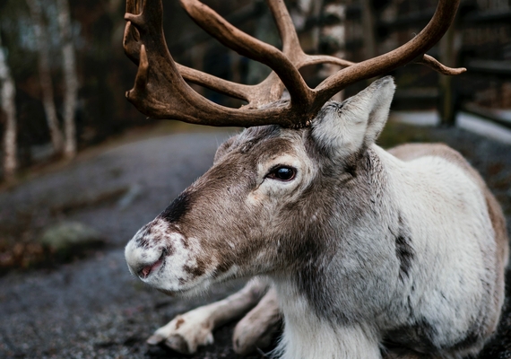 caribou