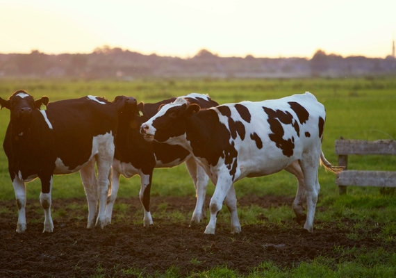 cow