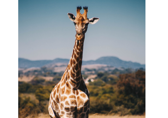 giraffe