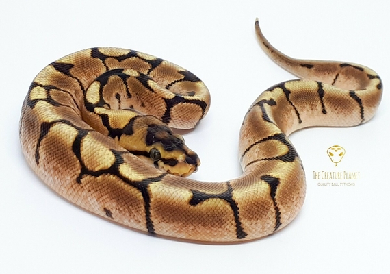 ball python