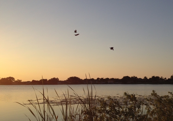 birds flying