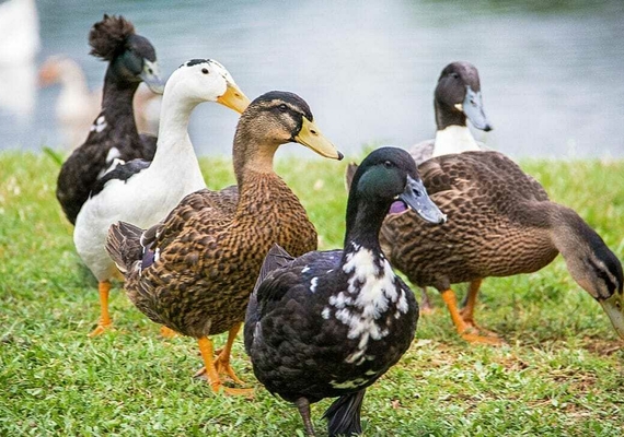 Image credit: The 104 Homestead 