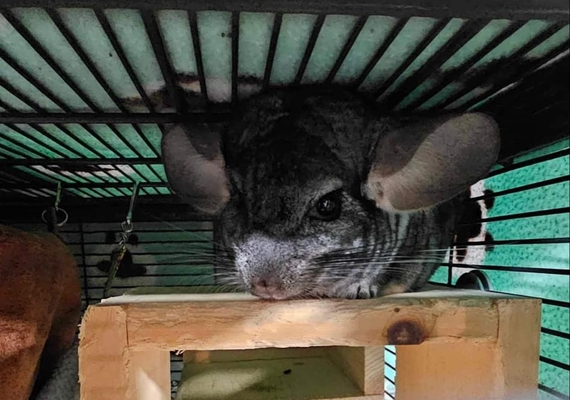 chinchilla