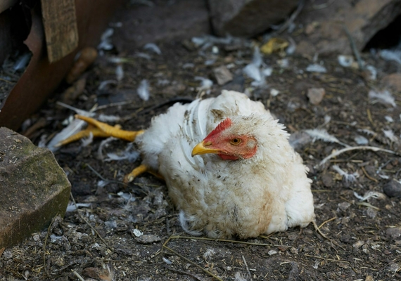 image credit to backyard poultry