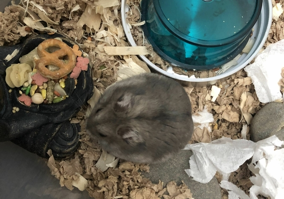 hamster