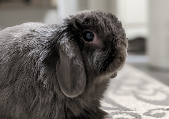 rabbit