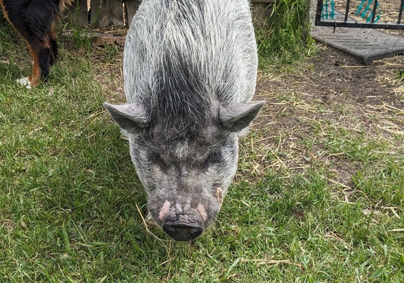 Pig