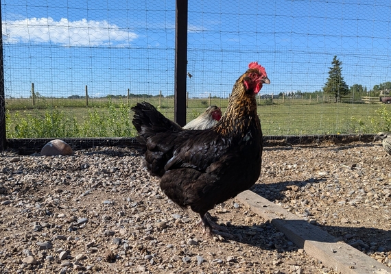 chicken