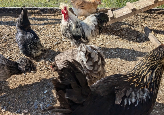 chickens
