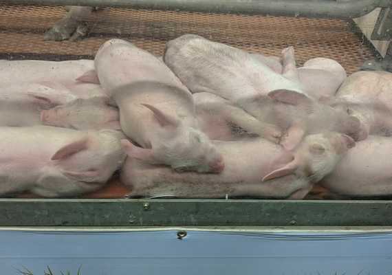 pigletts