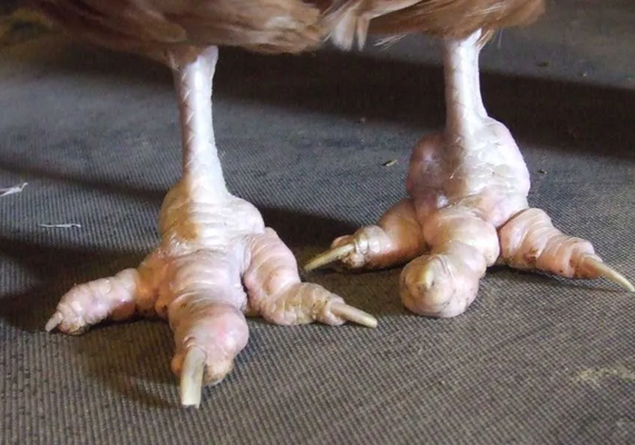 Image credit: British Hen Welfare Trust