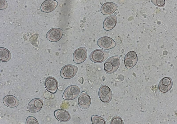 Image credit: Kingsdale Animal Hospital