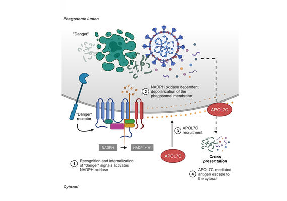 Single Cell Explorer