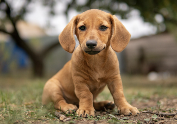 dog