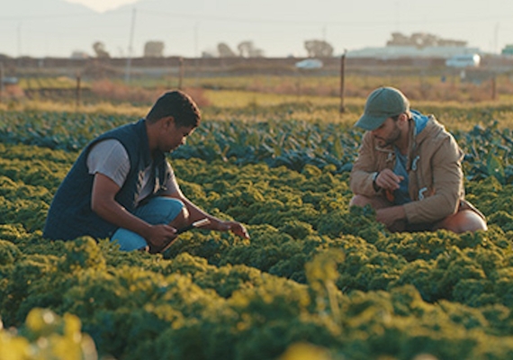 two people in a field studying the crop