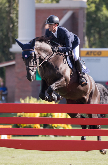 equine