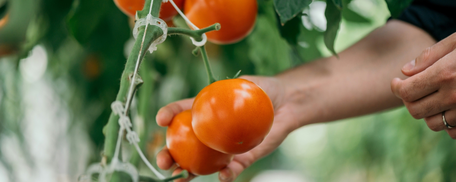 hands harvesting tomatoes