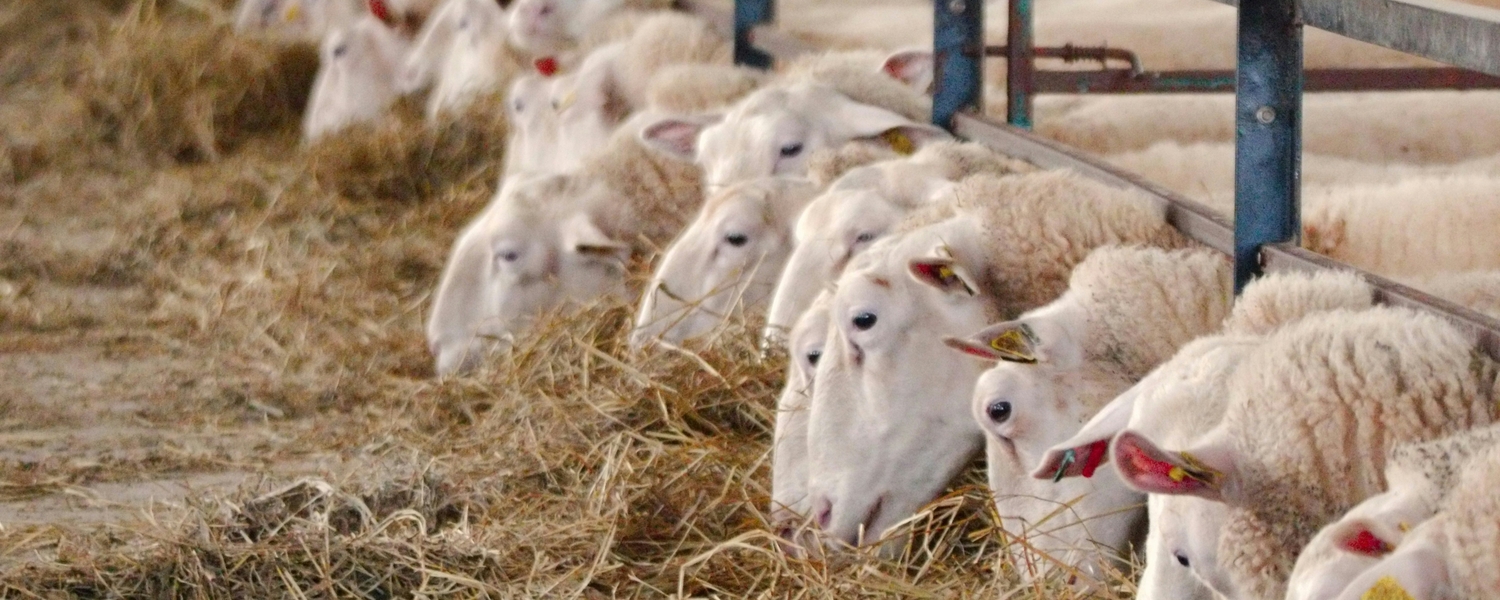 sheep at feed bunk