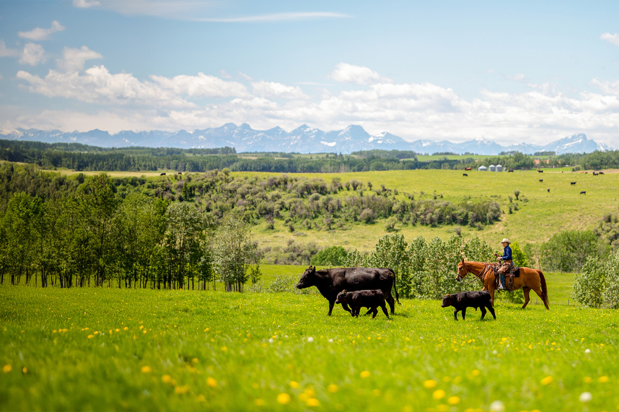 wa ranches