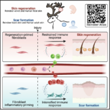 Schematic comparing reindeer back skin and velvet healing. These diverge and velvet regenerates without scar, while back skin healing results in a fibrotic scar.