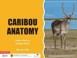 Caribou Anatomy