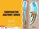 Comparative Anatomy