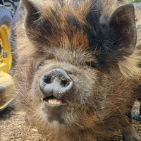 pig