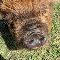 pig