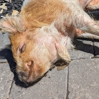 pig